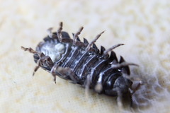 Armadillidium vulgare