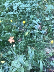 Lapsana communis