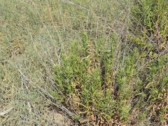 Galatella biflora