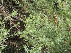 Galatella biflora