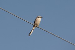 Lanius sphenocercus
