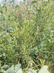 Galatella biflora