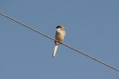 Lanius sphenocercus