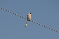 Lanius sphenocercus