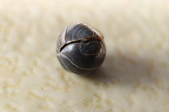 Armadillidium vulgare