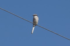 Lanius sphenocercus