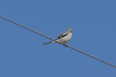 Lanius sphenocercus