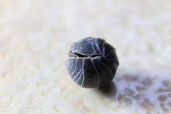 Armadillidium vulgare