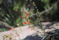 Ipomopsis aggregata collina