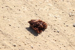 Lanius sphenocercus