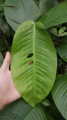 Rhaphidophora tetrasperma