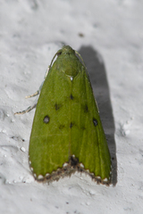 Doloessa viridis