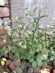 Erigeron canadensis