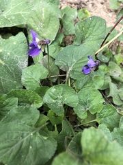 Viola odorata