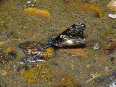 Catasticta sisamnus
