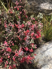 Erica strigilifolia