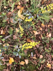 Melilotus officinalis
