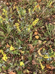 Melilotus officinalis