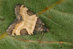 Thalerastria diaphora