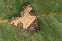 Thalerastria diaphora