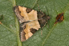 Thalerastria diaphora