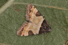 Thalerastria diaphora