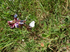 Hemiargus hanno