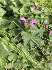 Lamium maculatum