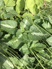 Lamium maculatum