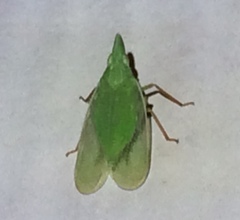 Rhynchomitra recurva