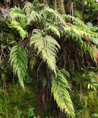 Asplenium appendiculatum