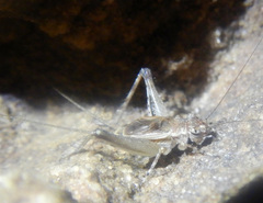Eurepella