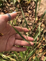 Bromus