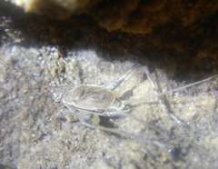 Eurepella
