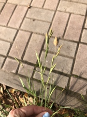 Bromus