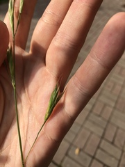 Bromus