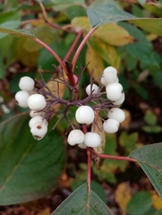 Cornus alba