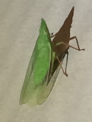 Rhynchomitra recurva