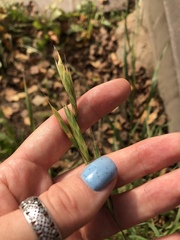 Bromus