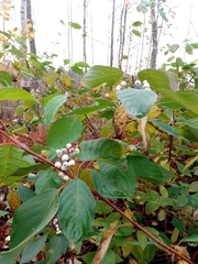 Cornus alba