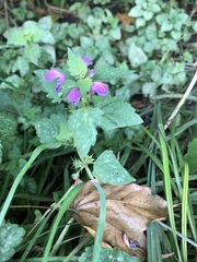 Lamium maculatum