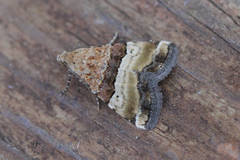 Pseudozarba bipartita