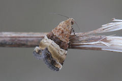 Pseudozarba bipartita