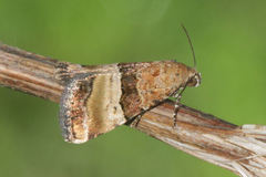 Pseudozarba bipartita