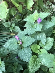 Lamium maculatum