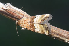 Pseudozarba bipartita