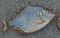 Serrasalmus maculatus