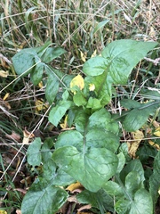Sonchus oleraceus