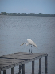 Ardea alba