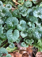 Glechoma hederacea